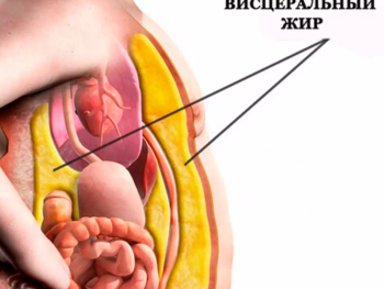 ОСТОРОЖНО: ВИСЦЕРАЛЬНЫЙ ЖИР